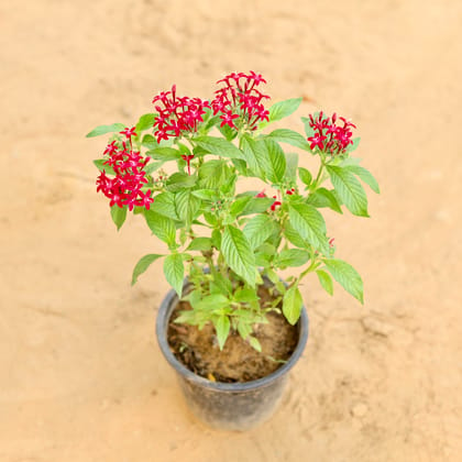 Buy Pentas (any colour) in 6 Inch Nursery Pot Online | Urvann.com