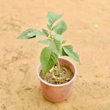 Buy Bel Patra in 7 Inch Nursery Pot Online | Urvann.com