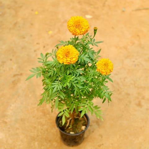 Marigold / Genda Orange in 6 Inch Nursery Pot
