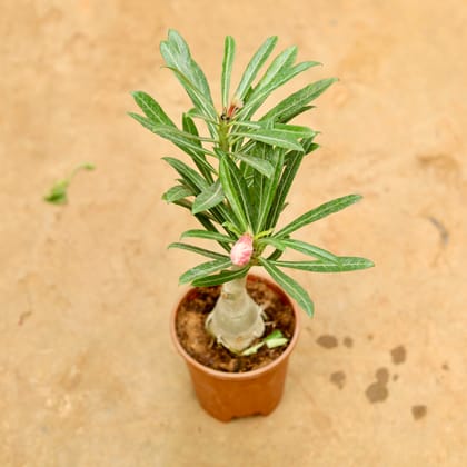 Buy Adenium (any colour)  in 5 Inch Nursery Pot Online | Urvann.com