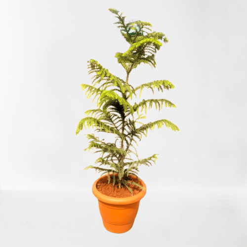 Araucaria / Christmas Tree (~ 2.5 Ft) in 9 Inch Classy Red Plastic Pot Araucaria / Christmas Tree (~ 2.5 Ft) in 9 Inch Classy Red Plastic Pot