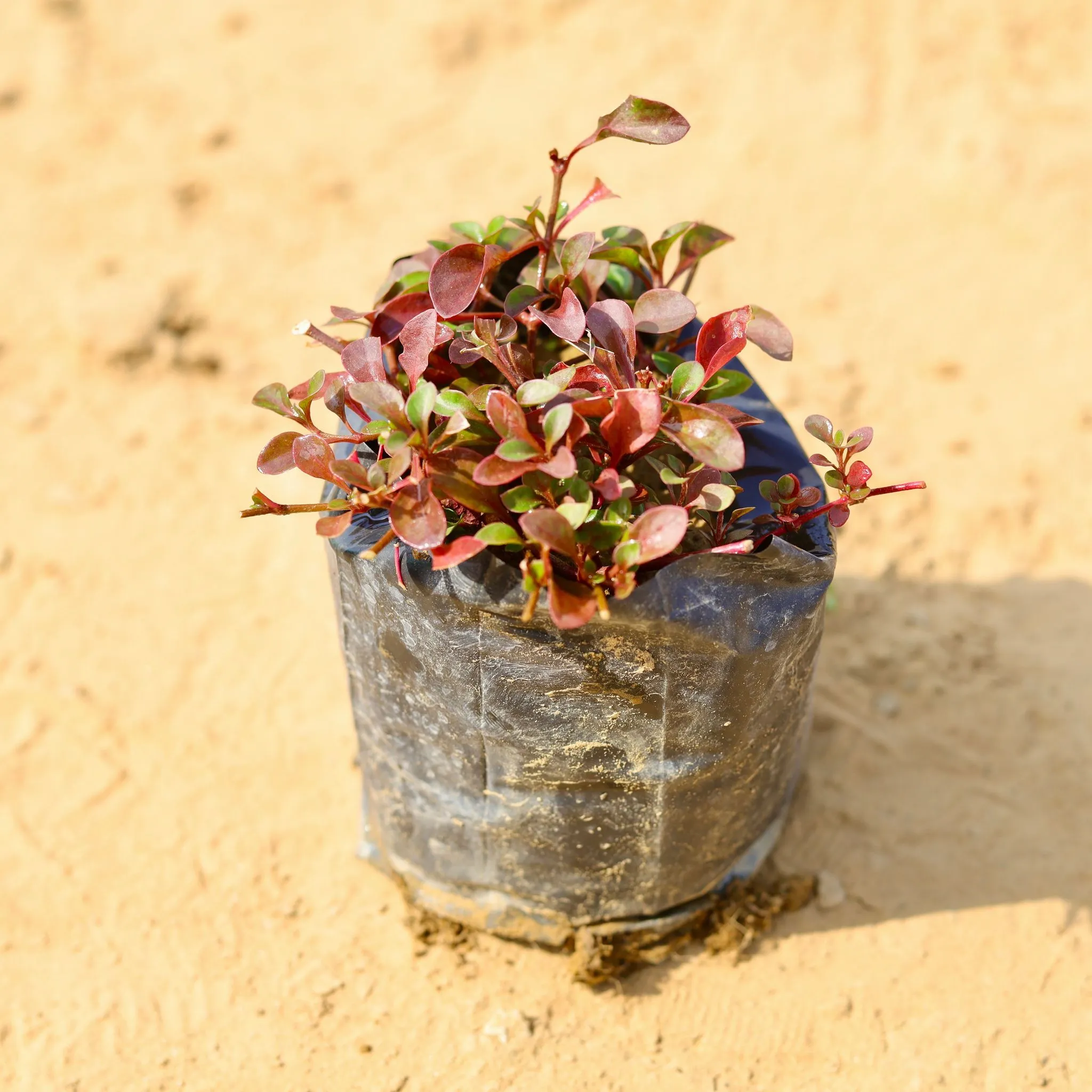 Alternanthera Red in 4 inch Nursery Bag
