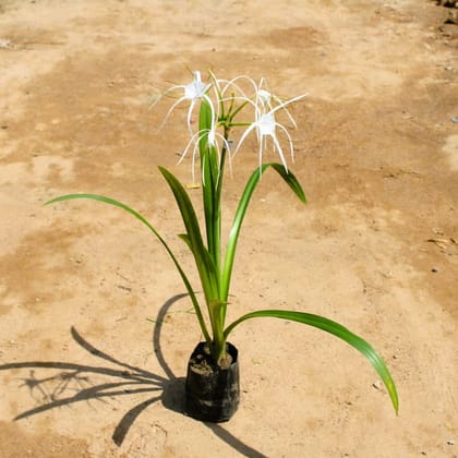 Spider Lily in 4 Inch Nursery Bag