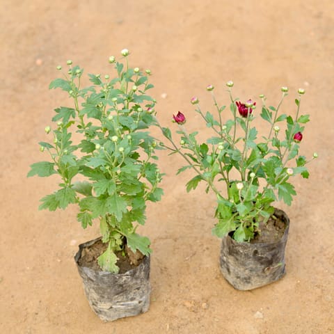Set of 2 - Chrysanthemum / Guldaudi / Guldawari Multi Flora White & Red / Purple in 5 Inch Nursery Bag