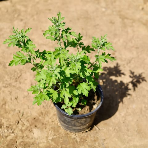 Chrysanthemum / Guldaudi / Guldawari (any colour) in 6 inch Nursery Pot