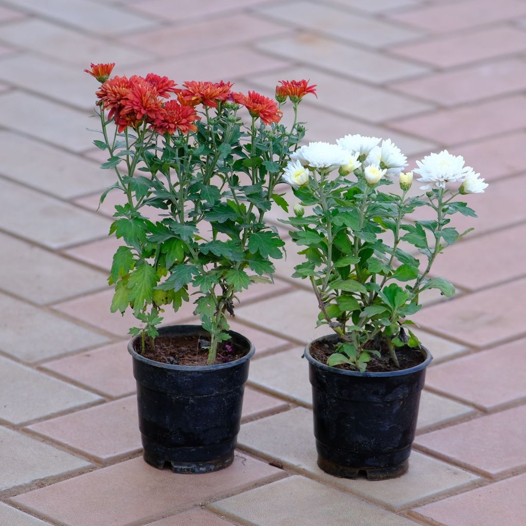 Set of 2 - Chrysanthemum / Guldaudi (any colour) in 4 Inch Nursery Pot