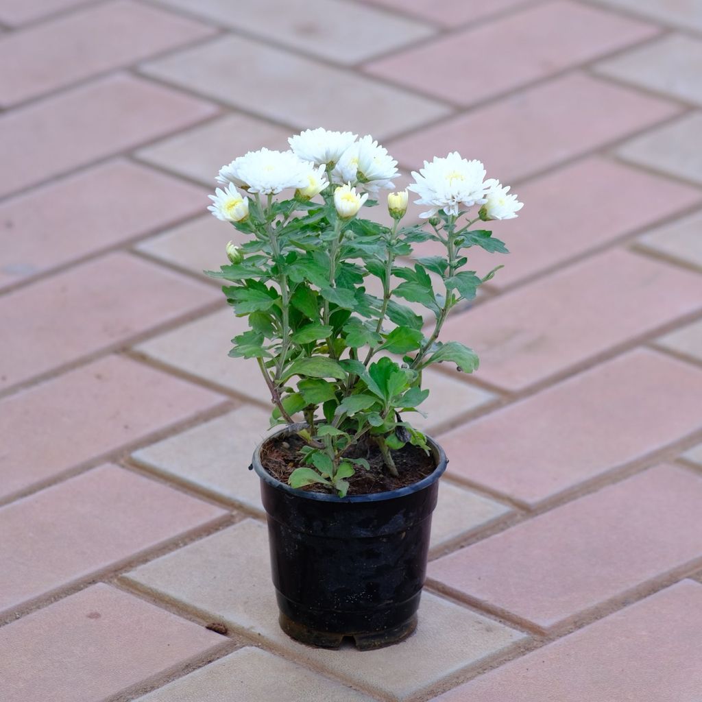 Chrysanthemum / Guldaudi White in 4 Inch Nursery Pot