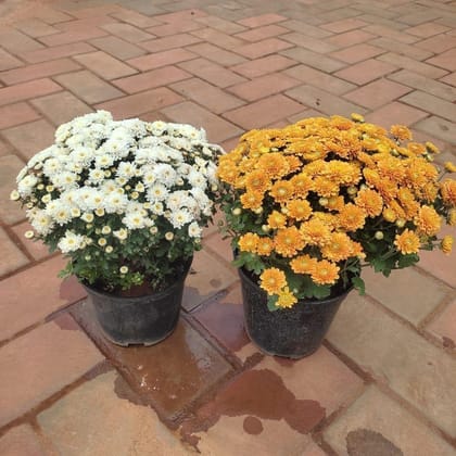 Buy Set Of 2 - Chrysanthemum / Guldaudi ( Any Colour ) in 6 Inch Nursery Pot Online | Urvann.com