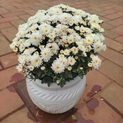 Buy Chrysanthemum / Guldaudi (Any Colour) in 10 Inch Classy White Matki Ceramic Pot Online | Urvann.com