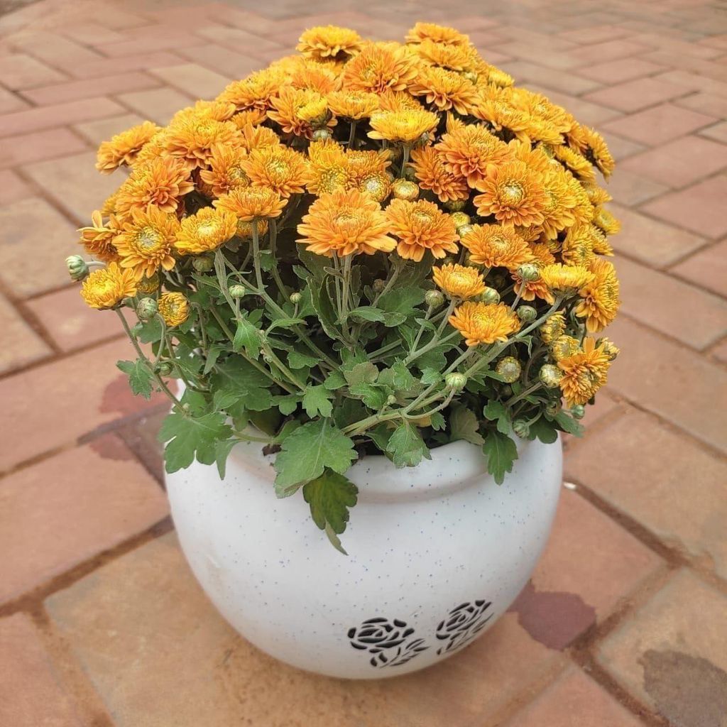 Chrysanthemum / Guldaudi (Any Colour) in 8 Inch Classy White Matki Ceramic Pot