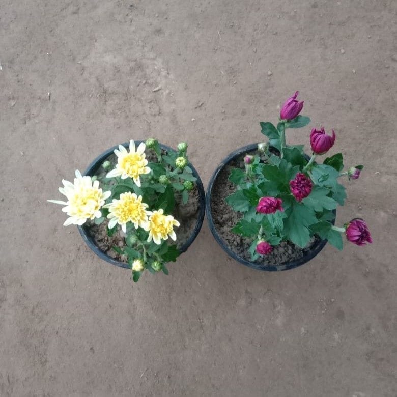 Set of 2- Chrysanthemum / Guldaudi/Guldawari Dwarf (any colour) in 6 Inch Nursery Pot
