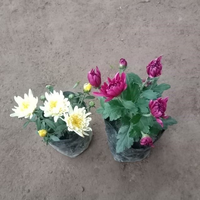 Set of 2 - Chrysanthemum / Guldaudi / Guldawari Dwarf (any colour) in 5 Inch Nursery Bag