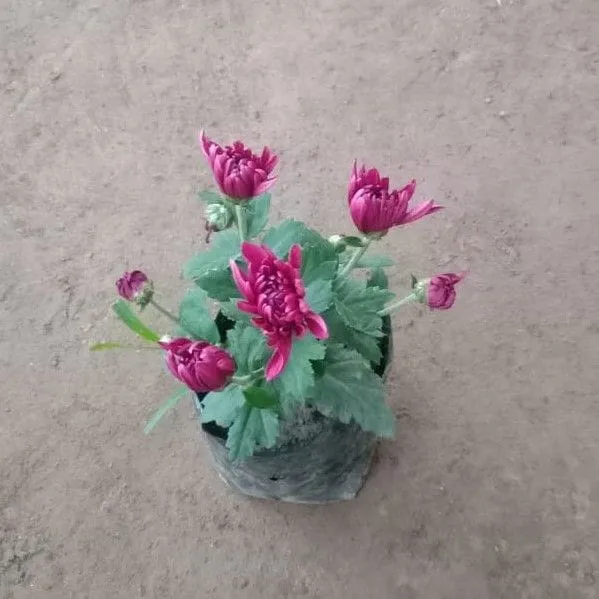 Chrysanthemum / Guldaudi / Guldawari Dwarf (any colour) in 5 Inch Nursery Bag