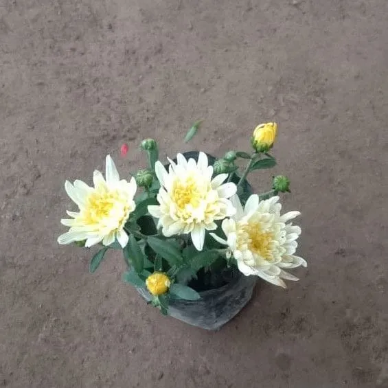 Chrysanthemum / Guldaudi / Guldawari any colour in 5 Inch Nursery pot