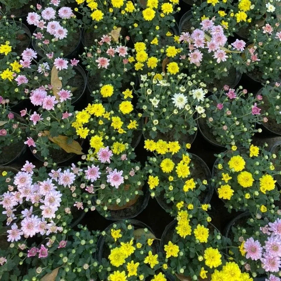 Chrysanthemum / Guldaudi / Guldawari (any colour) in 6 Inch Nursery Pot