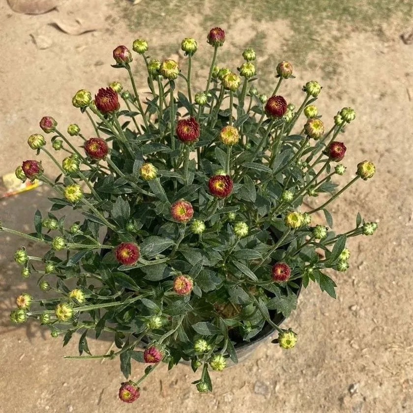 Chrysanthemum / Guldaudi / Guldawari Buds (any colour) in 6 Inch Nursery Pot