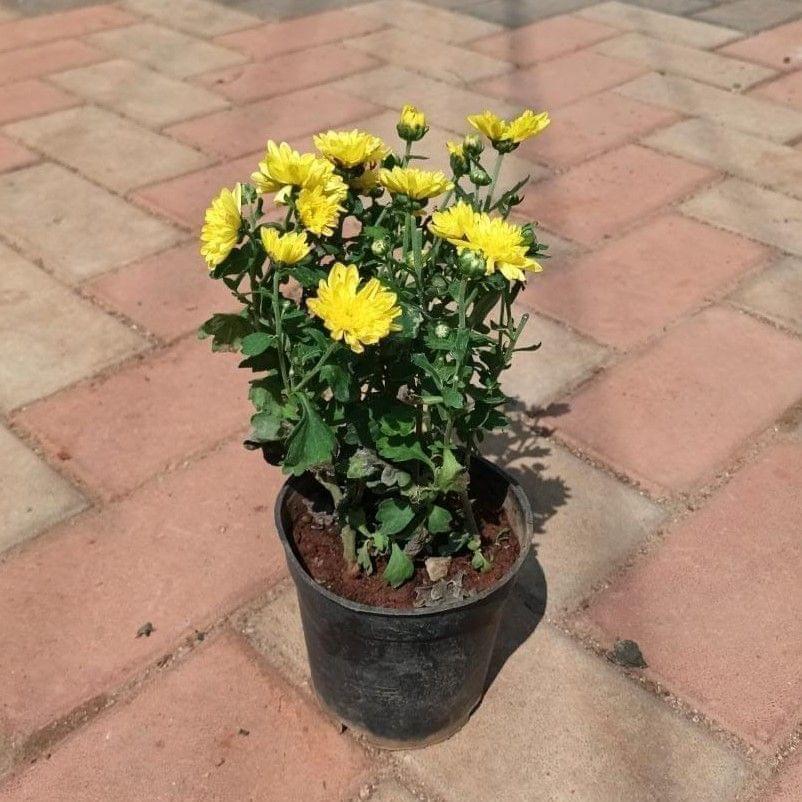 Buy Chrysanthemum / Guldaudi / Shavanthi (any colour) in 4 Inch Nursery Pot Online | Urvann.com Chrysanthemum / Guldaudi / Shavanthi (any colour) in 4 Inch Nursery Pot