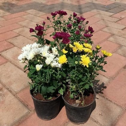 Buy Set of 3 - Chrysanthemum / Guldaudi / Shavanthi (any colour) in 4 Inch Nursery Pot Online | Urvann.com