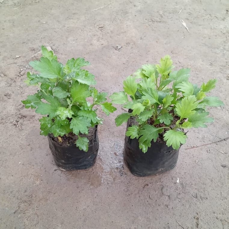 Set of 2 - Chrysanthemum / Guldaudi (any colour) in 4 Inch Nursery Bag
