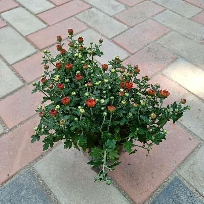 Chrysanthmum (any colour) in 6 Inch Nursery Pot