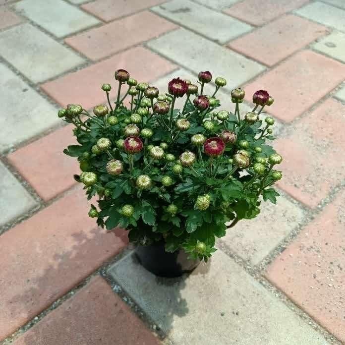 Chrysanthemum / Guldaudi (any colour) in 4 Inch Nursery Pot
