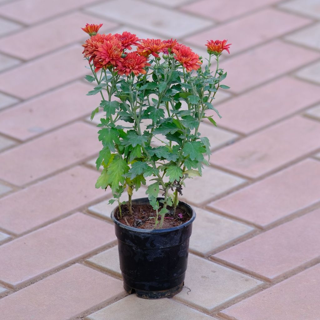 Chrysanthemum / Guldaudi (any colour) in 4 Inch Plastic Pot