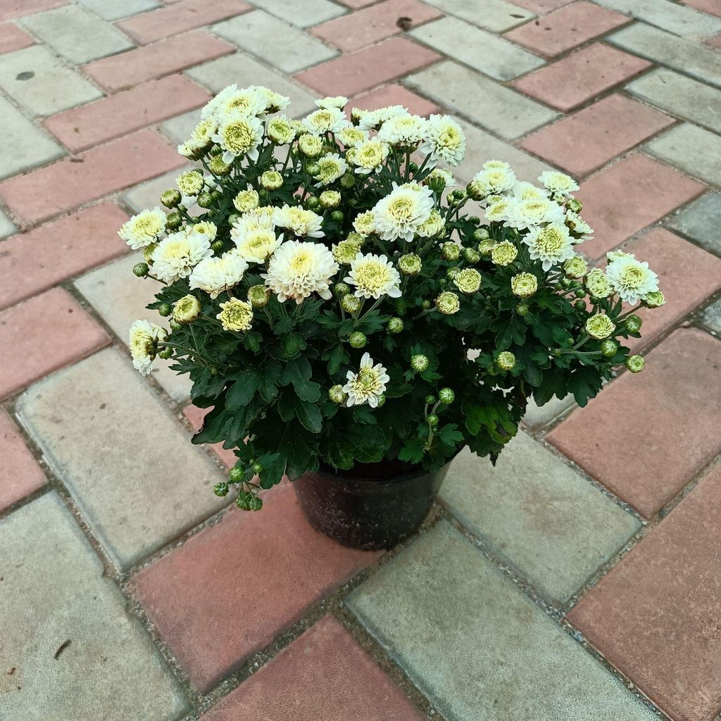 Chrysanthemum / Guldaudi White in 6 Inch Nursery Pot