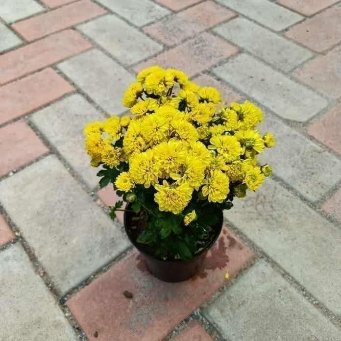 Chrysanthemum / Guldaudi Yellow in 4 Inch Nursery Pot