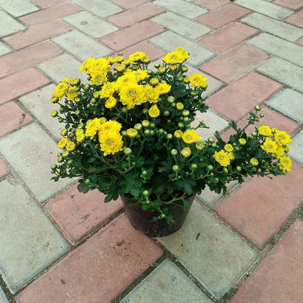 Chrysanthemum / Guldaudi Yellow in 6 Inch Nursery Pot