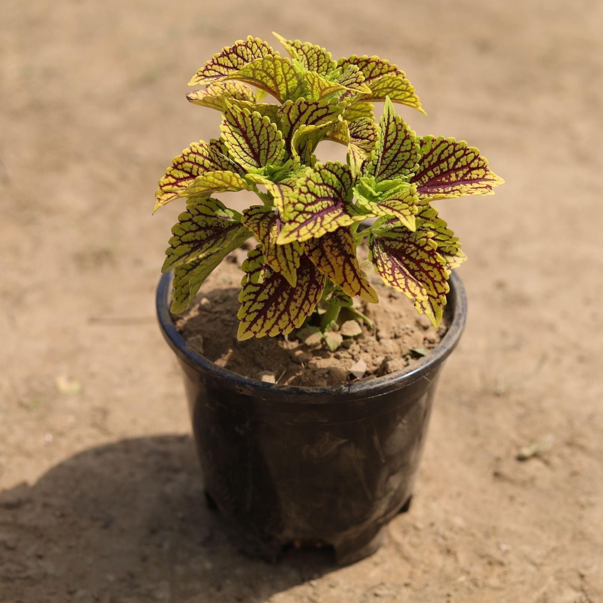 Coleus (any colour & pattern) in 4 Inch Nursery Pot