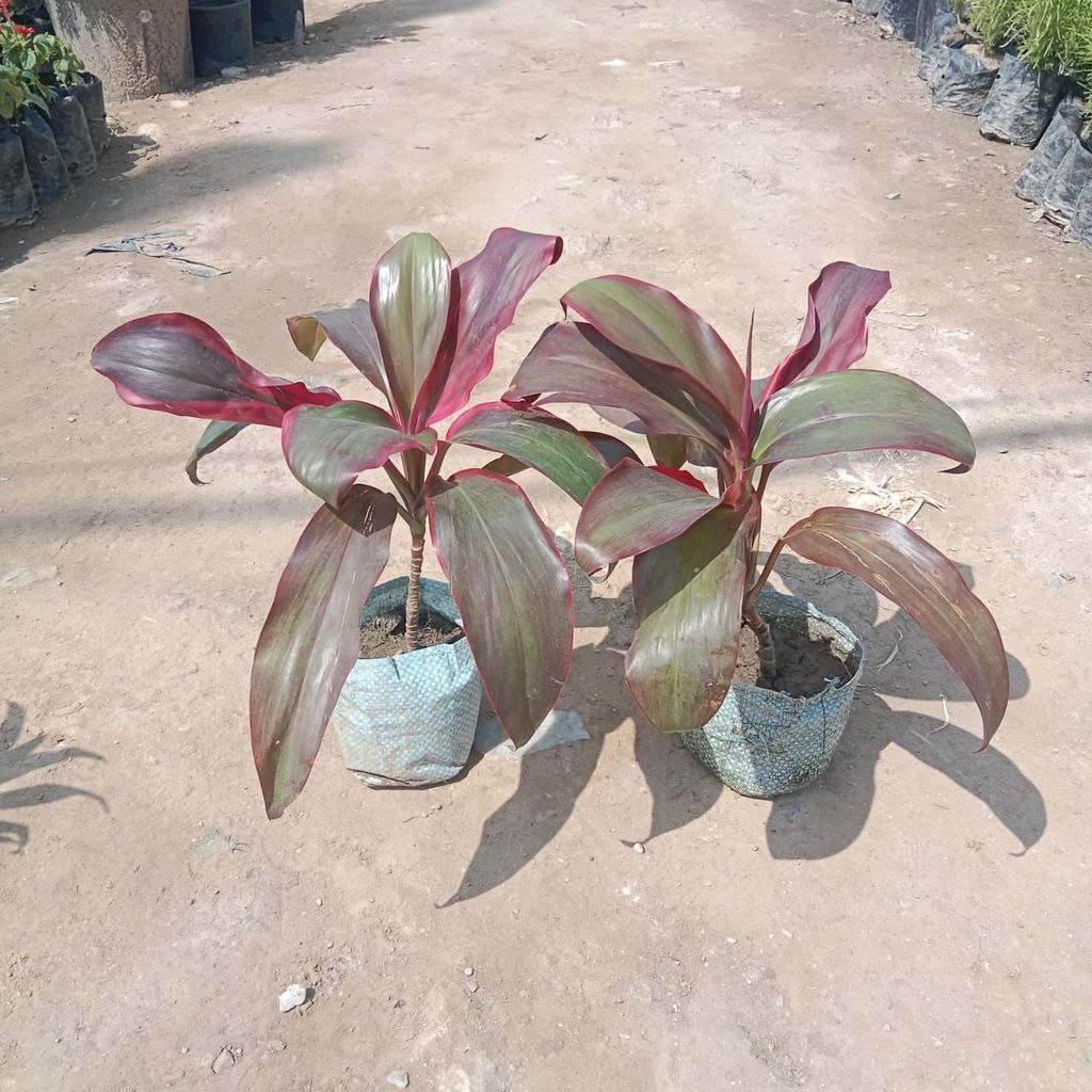 Buy Set of 2 - Dracaena Ruby in 4 Inch Nursery Bag Online | Urvann.com Set of 2 - Dracaena Ruby in 4 Inch Nursery Bag