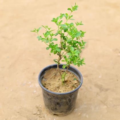 Buy Stevia / Suger Free Plant in 6 Inch Nursery Pot Online | Urvann.com