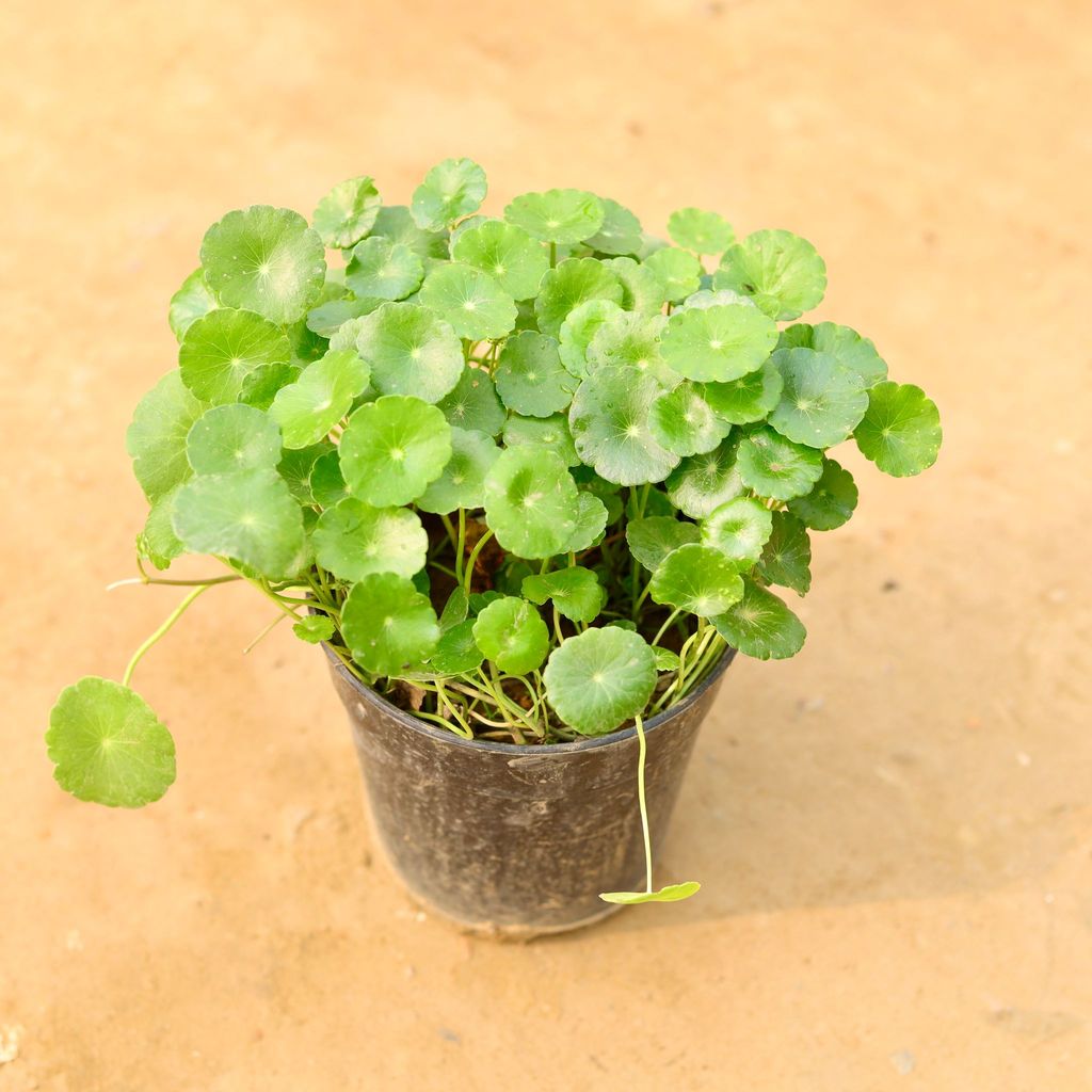 Pennywort / Brahmi Dollar Plant in 6 Inch Nursery Pot