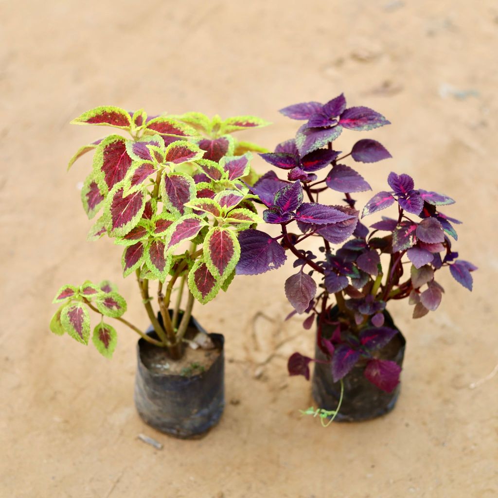 Set of 2 - Coleus (any colour & design) in 4 Inch Nursery Bag