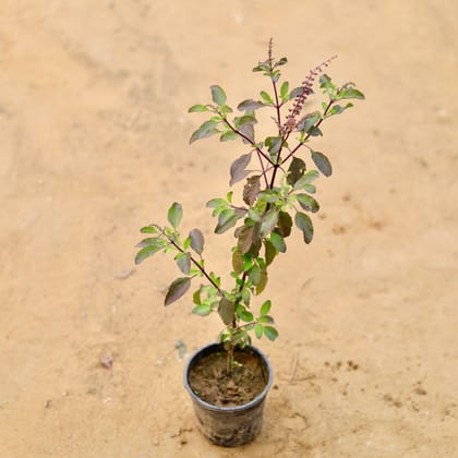 Buy Shyama Tulsi in 4 Inch Nursery Pot Online | Urvann.com
