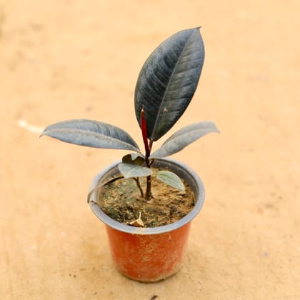 Buy Rubber in 4 Inch Nursery Pot Online | Urvann.com