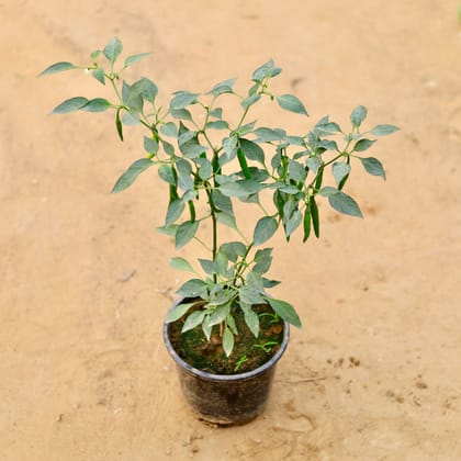 Buy Chilli Green in 6 Inch Nursery Pot Online | Urvann.com