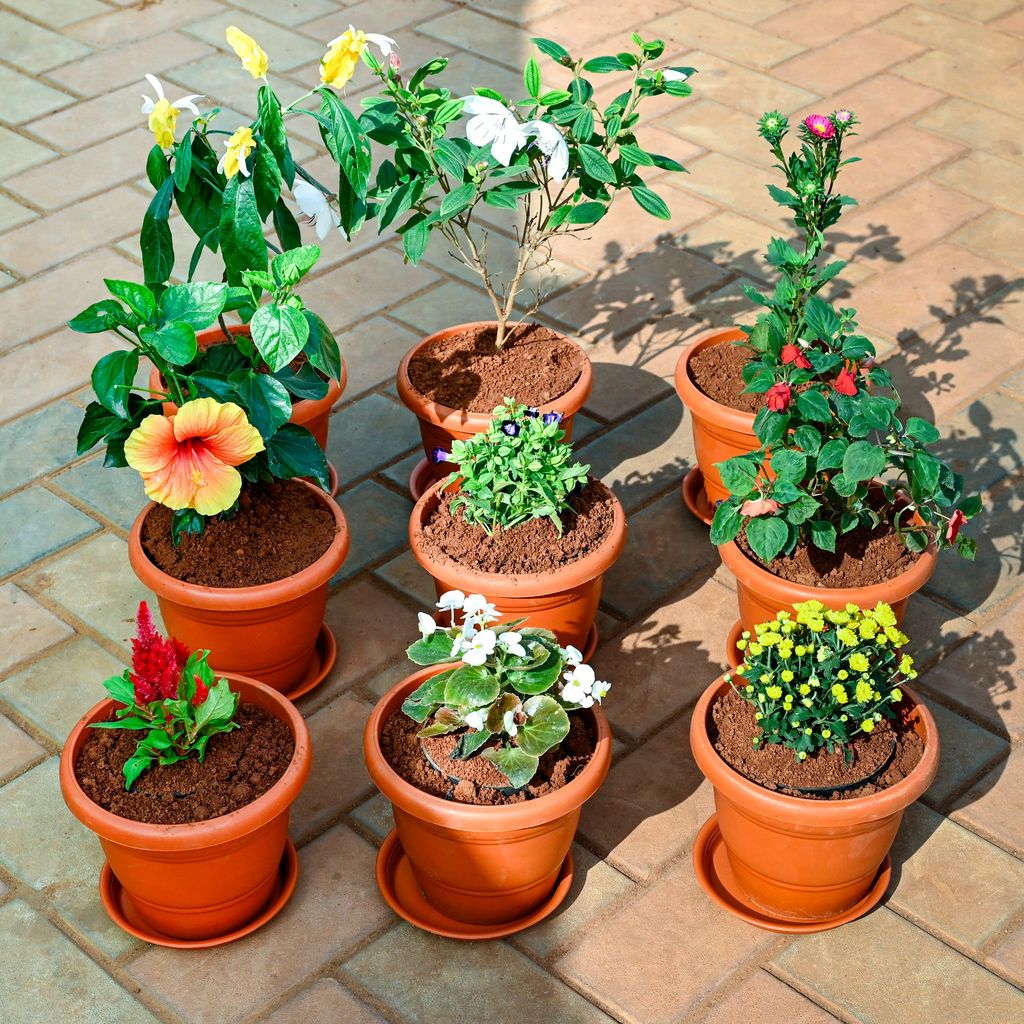 Set of 9 - Cockscomb, Lollipop, Aster, Chrysanthemum / Guldawari, Begonia, Torenia / Wishbone, Madhu Malti / Rangoon Creeper, Salvia & Hibiscus (Any Colour) in 7 Inch Classy Red Plastic Pot with Tray