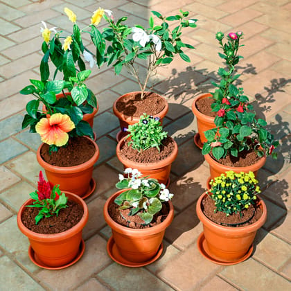 Buy Set of 9 - Cockscomb, Lollipop, Aster, Chrysanthemum / Guldawari, Begonia, Torenia / Wishbone, Madhu Malti / Rangoon Creeper, Salvia & Hibiscus (Any Colour) in 7 Inch Classy Red Plastic Pot with Tray Online | Urvann.com