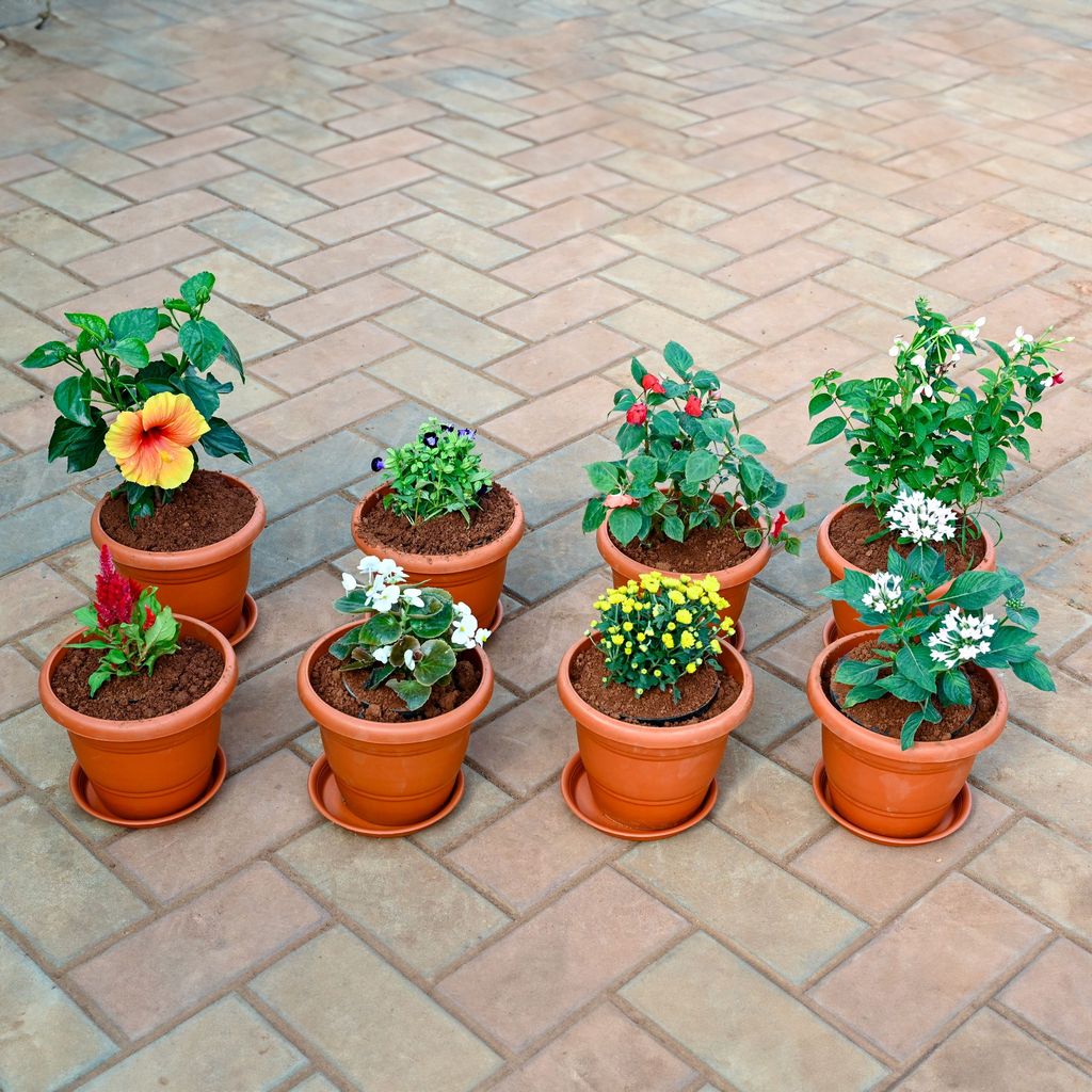 Set of 8 - Cockscomb , Pentas, Chrysanthemum / Guldawari, Begonia, Torenia / Wishbone, Madhu Malti / Rangoon Creeper, Salvia, Hibiscus (Any Colour) in 7 Inch Classy Red Plastic Pot with Tray
