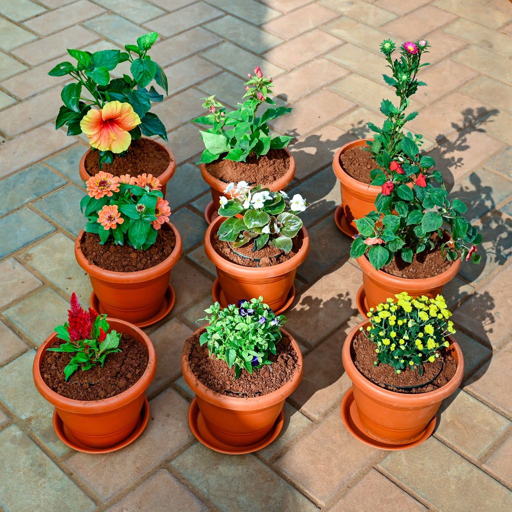 Set of 9 - Cockscomb, Bougainvillea, Aster, Chrysanthemum / Guldawari, Begonia, Torenia / Wishbone, Zinnia , Salvia & Hibiscus (Any Colour) in 7 Inch Classy Red Plastic Pot with Tray