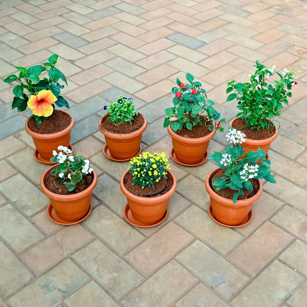 Buy Set of 7 - Pentas, Chrysanthemum / Guldawari, Begonia , Torenia / Wishbone , Madhu Malti / Rangoon Creeper, Salvia, Hibiscus / Gudhal (any colour) in 7 Inch Classy Red Plastic Pot with Tray Online | Urvann.com Set of 7 - Pentas, Chrysanthemum / Guldawari, Begonia , Torenia / Wishbone , Madhu Malti / Rangoon Creeper, Salvia, Hibiscus / Gudhal (any colour) in 7 Inch Classy Red Plastic Pot with Tray
