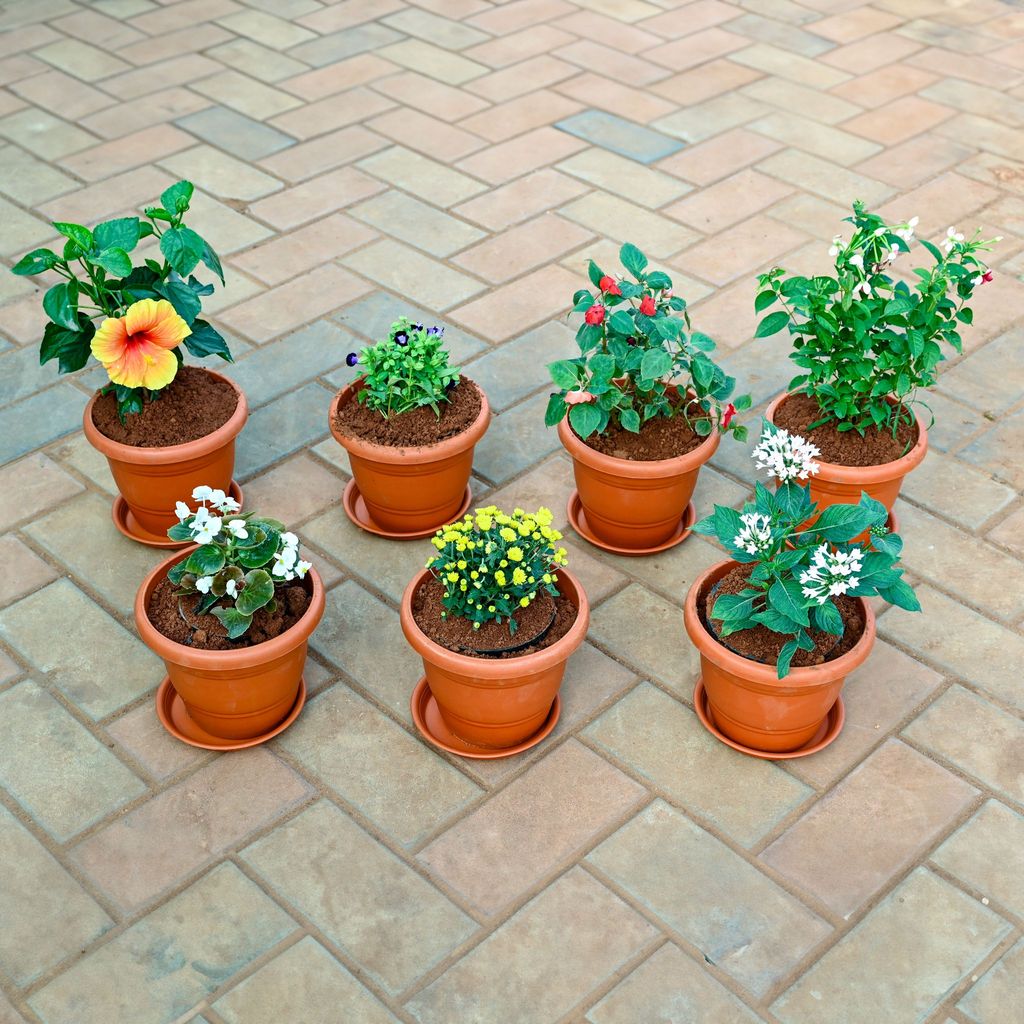 Set of 7 - Pentas, Chrysanthemum / Guldawari, Begonia , Torenia / Wishbone , Madhu Malti / Rangoon Creeper, Salvia, Hibiscus / Gudhal (any colour) in 7 Inch Classy Red Plastic Pot with Tray