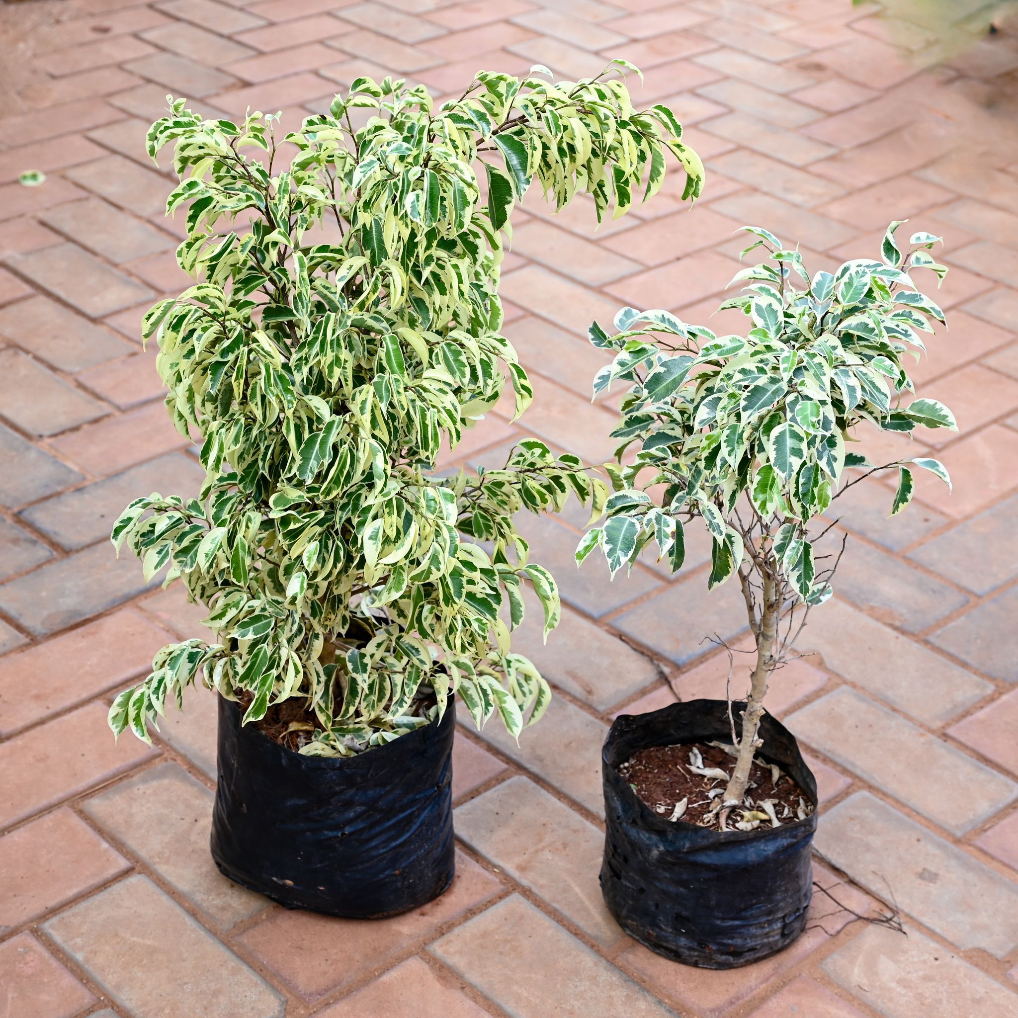 Set of 2 - Ficus Starlite in 8 Inch Nursery bag