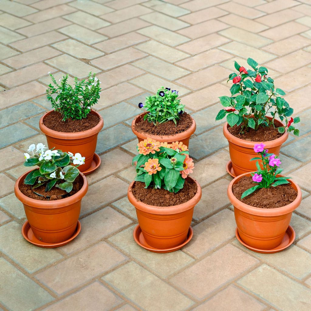 Set of 6 - Dianthus , Zinnia, Begonia,Torenia / Wishbone, Cuphea / False Heather & Salvia (any colour) in 7 Inch Classy Red Plastic Pot with Tray