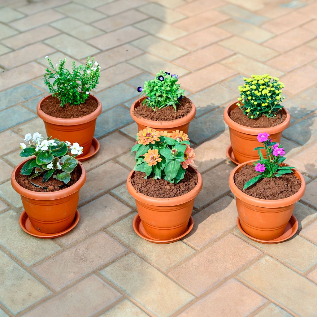 Set of 6 - Dianthus , Zinnia, Begonia,Torenia / Wishbone, Cuphea / False Heather & Chrysanthemum / False Heather (any colour) in 7 Inch Classy Red Plastic Pot with Tray