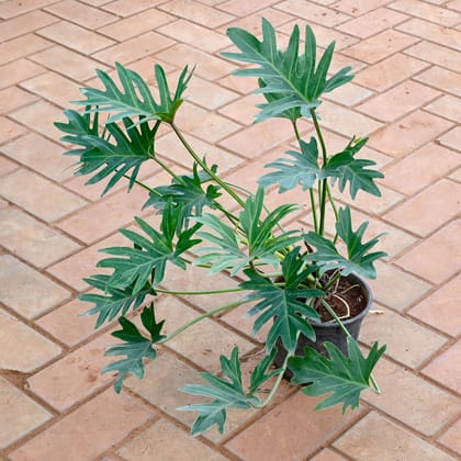 Buy Xanadu Green in 8 Inch Nursery Pot Online | Urvann.com