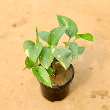 Buy Green Money Plant in 4 Inch Nursery Pot Online | Urvann.com