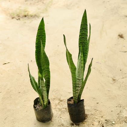 Buy Set of 2 - Snake Green Long in 4 Inch Nursery Bag Online | Urvann.com