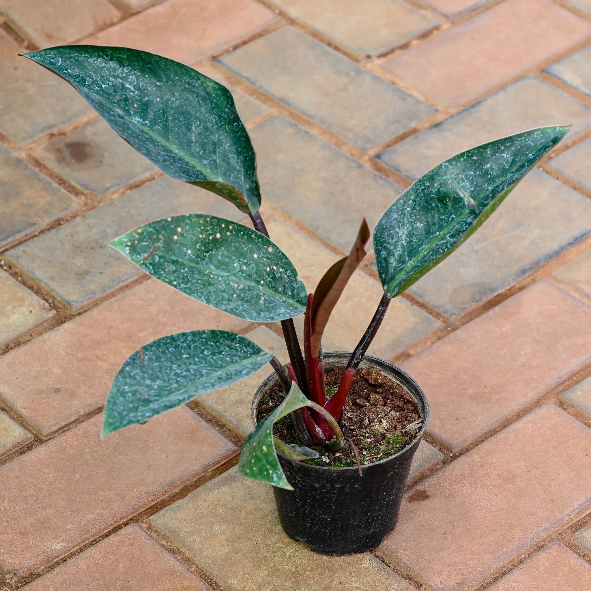 Philodendron Red Ruby in 5 Inch Nursery Pot